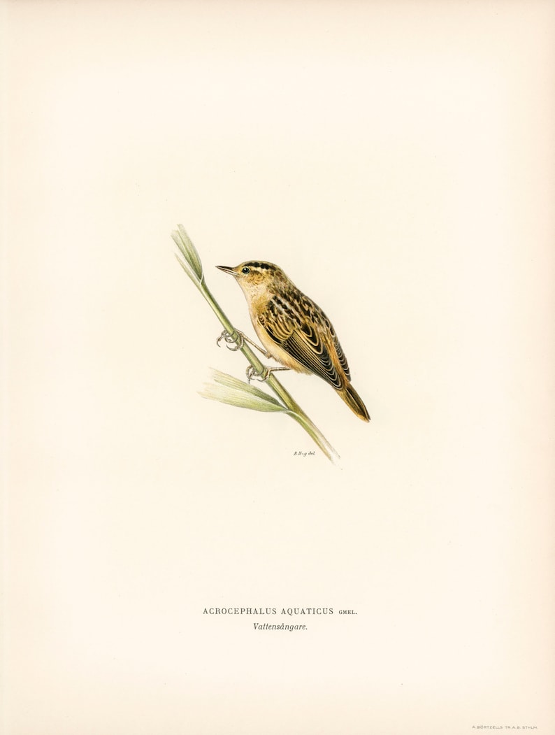 Pu&ograve; includere: Un'illustrazione ad acquerello di un piccolo uccello marrone e giallo appollaiato su uno stelo verde. L'uccello &egrave; rivolto a destra e ha un becco lungo e sottile. Il testo "ACROCEPHALUS AQUATICUS GMEL. Vattens&aring;ngare." &egrave; stampato sotto l'immagine.