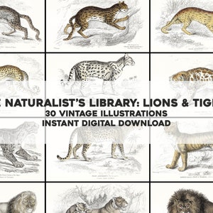 36 Big Cat Lion Tiger Histoire Naturelle Ilustraciones vintage / Paquete de imágenes Paquete de arte imprimible / Descarga digital instantánea Uso comercial