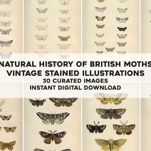 Histoire naturelle des papillons nocturnes britanniques 30 images | Lot d'images vintage | Nature florale botanique | Téléchargement numérique instantané Utilisation commerciale