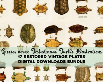 Buy Turtle Species Online In India - Etsy India Buy Turtle Species Online In India - Etsy India