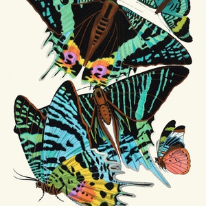May include: A vintage illustration of four colorful butterflies with intricate patterns and vibrant colors, including blue, green, black, yellow, pink, and orange.