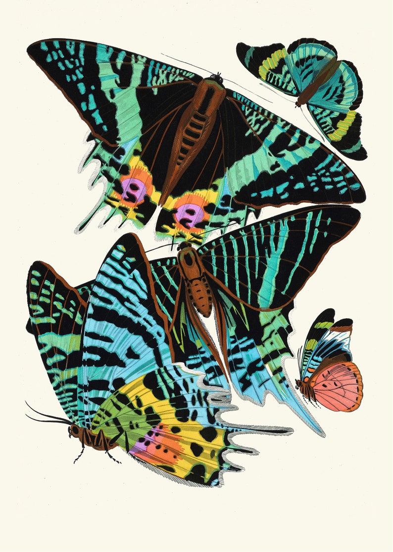 May include: A vintage illustration of four colorful butterflies with intricate patterns and vibrant colors, including blue, green, black, yellow, pink, and orange.