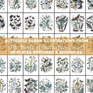 Schmetterlinge Motten & Blumen Vintage Illustrationen Bundle Printable Download Insekten Botanische Blumen Natur Landschaft Bugs Luna Moth JPEG