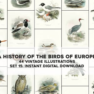 44 hermosas ilustraciones de la historia de las aves de Europa / Paquete de imágenes Paquete de arte de pared imprimible / Descarga digital instantánea Uso comercial 15