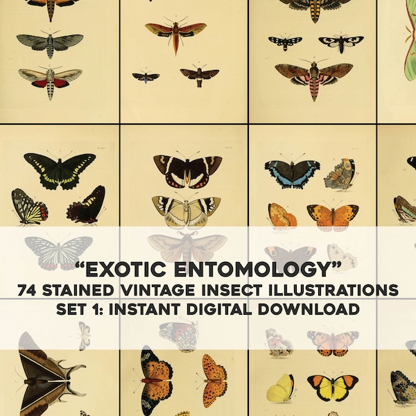 74 Restored Exotic Entomology Insects Illustrations Stained Set 1 | HQ Image Bundle Printable Wall Art | Instant Download Commercial Use