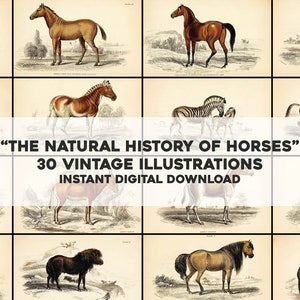 30 incríveis ilustrações equestres de cavalos vintage | Arte de parede para impressão do pacote de imagens HQ | Download Digital Instantâneo | Equinos de uso comercial