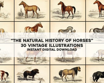 May include: A collection of 30 vintage illustrations of different horse breeds, including zebras, donkeys, and ponies. The illustrations are in black and white and have a detailed, scientific style. "The Natural History of Horses" and "30 Vintage Illustrations" are written in a banner across the middle of the image.