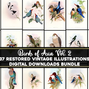 Aves da Ásia Vol. 2 ilustrações vintage imagem de alta resolução/pacote de arte de parede para impressão de pássaros vintage download digital para uso comercial