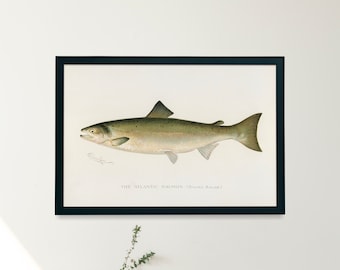 Atlantische Zalm Vissen Illustratie Afdrukken | Enkele afdrukbare Wall Art | Vis van Noord-Amerika | Vintage Fishing Fly visser digitale download