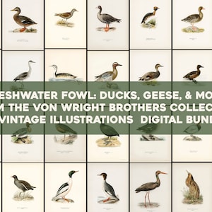 Aves acuáticas Patos Gansos Bribones Scoot Pochards Somormujos Placas de Svenska Fåglar Imagen de alta resolución / Paquete de arte de pared Descarga digital