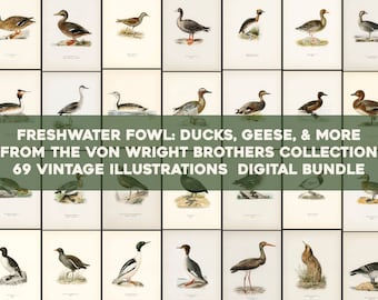 Aves acuáticas Patos Gansos Bribones Scoot Pochards Somormujos Placas de Svenska Fåglar Imagen de alta resolución / Paquete de arte de pared Descarga digital