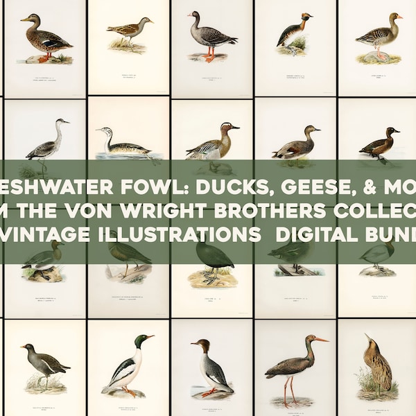 Waterfowl Ducks Geese Loons Scoot Pochards Grebes Plates From Svenska Fåglar High Resolution Image/ Wall Art Bundle Digital Download