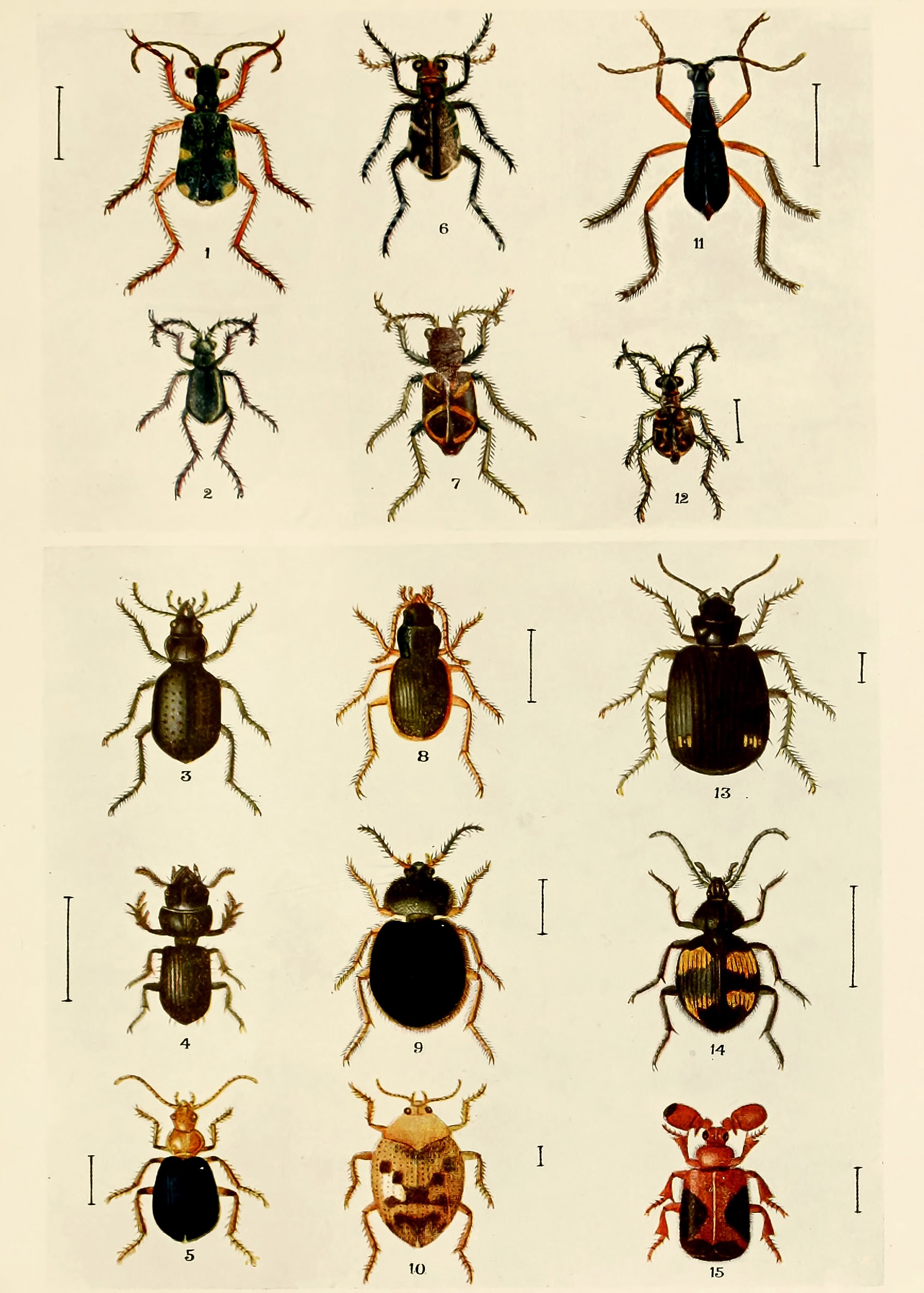 Aku Insect 78 Indian Insect Illustrations | Image Bundle Printable Wall Art ...