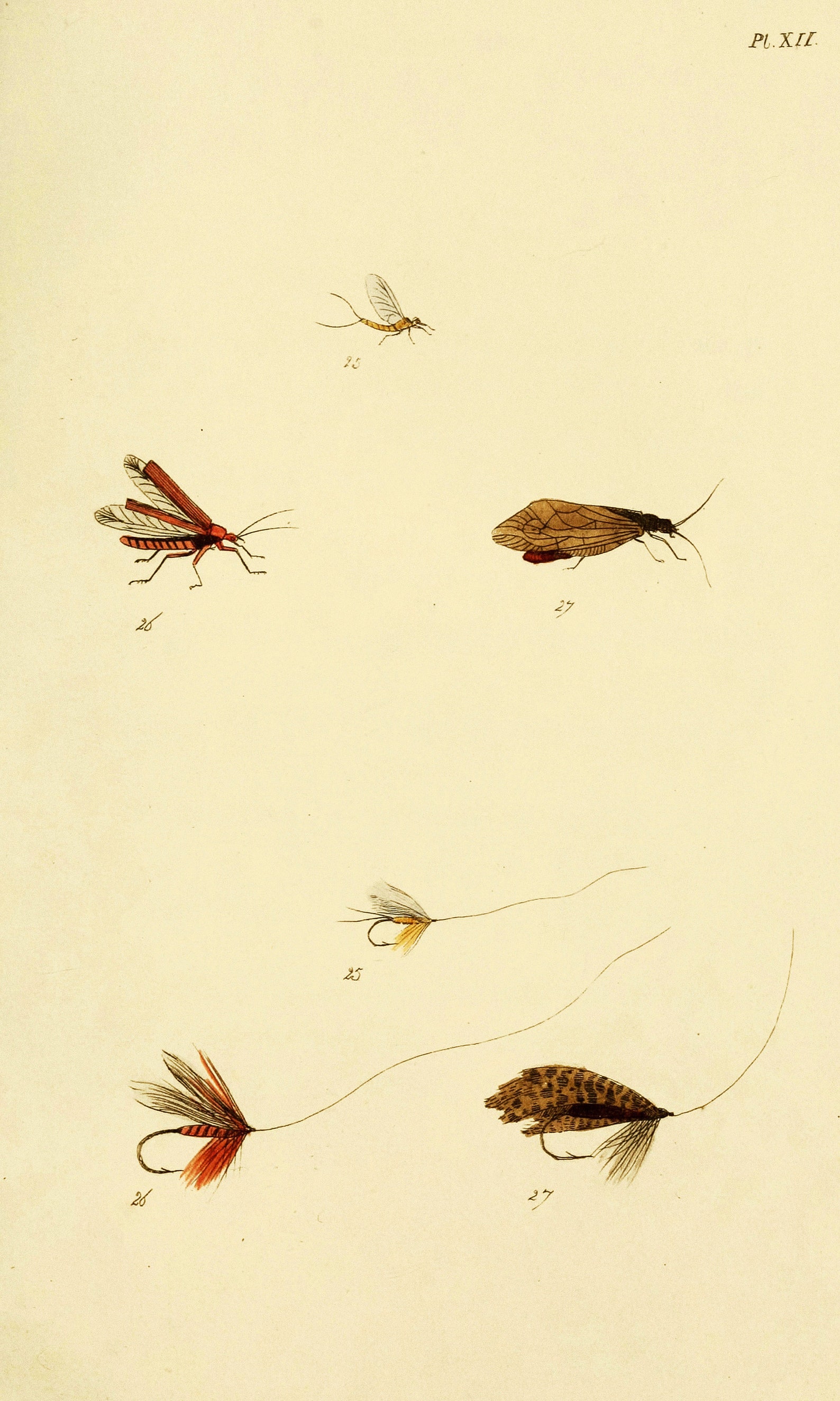 Trout Insect Fly Fisher's Entomology Vintage Trout Insect Illustrations | Image ...