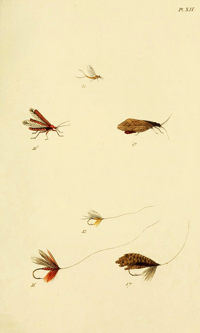 Fly Fisher's Entomology Vintage Trout Insect Illustrations | Image ...