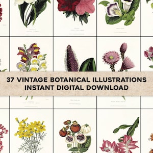 37 mooie gerestaureerde bloemenillustraties Bloemistendagboek | HQ afbeelding bundel afdrukbare Wall Art | Directe digitale download | Commercieel gebruik