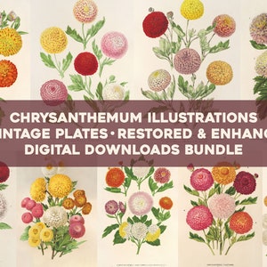 Vintage Chrysantheme Illustrationen druckbare Wand Kunst Bundle Digital Download Collage Kit Botanische Florale Ephemera Blume kommerzielle Nutzung