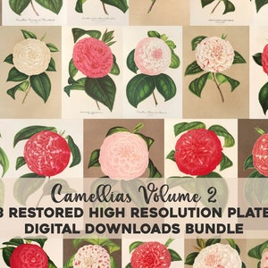 Vintage Camelia illustrazioni stampabile Wall Art Bundle download digitale Collage Kit botanico floreale Ephemera Garden Flower uso commerciale