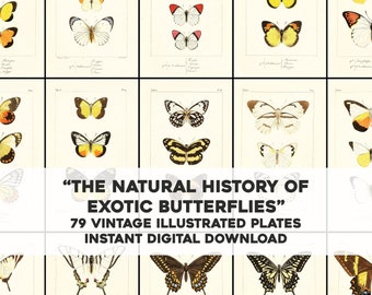 Natural History Exotic Butterflies | 79 Restored Images Bundle | Instant Digital Download | Commercial Use