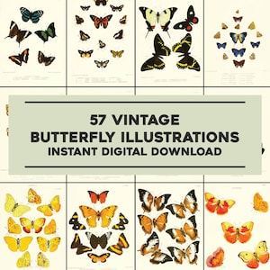 57 Exotic Lepidoptera Vintage Butterfly Illustrations | Image Bundle Printable Wall Art | Instant Digital Download | Commercial Use
