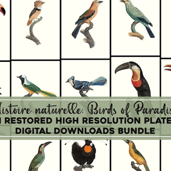 Wunderschöne Paradiesvögel Illustrationen Hochauflösendes Bild/druckbare Wandkunst Bundle Illustrationen Digitaler Download Kommerzielle Nutzung