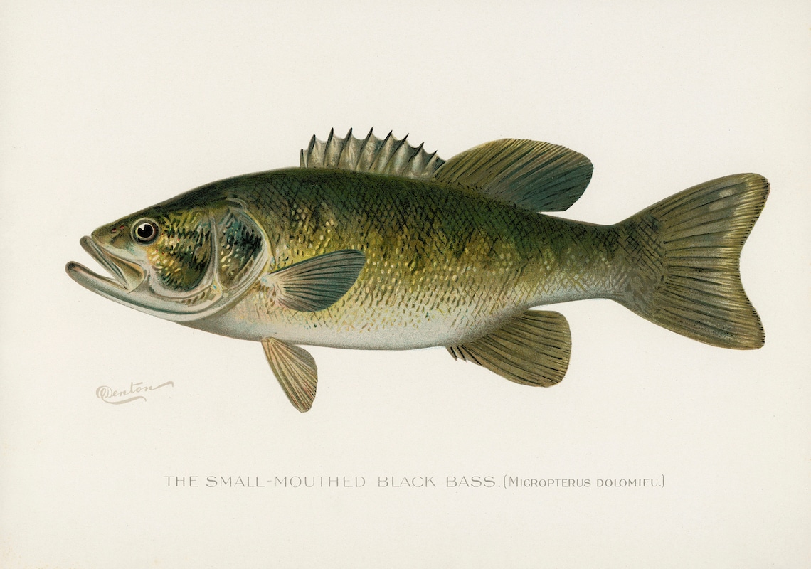 Smallmouth Bass Fish Illustration Print Single Printable Etsy