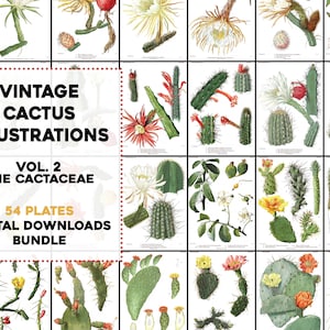 54 wunderschöne Kaktus Sukkulenten Kakteen Illustrationen Vintage druckbare Wand Kunst Bundle Digital Sofort Download Kommerzielle Nutzung