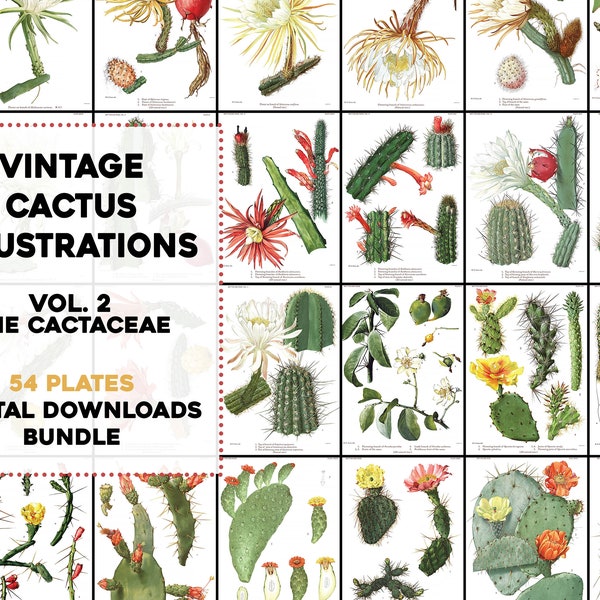 54 Beautiful Cactus Succulent Cacti Illustrations Vintage Printable Wall Art Bundle Digital Instant Download Commercial Use