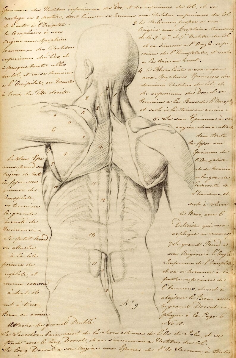 38 Anatomical Drawings Notebook Pages Sketches | Vintage Image Bundle ...