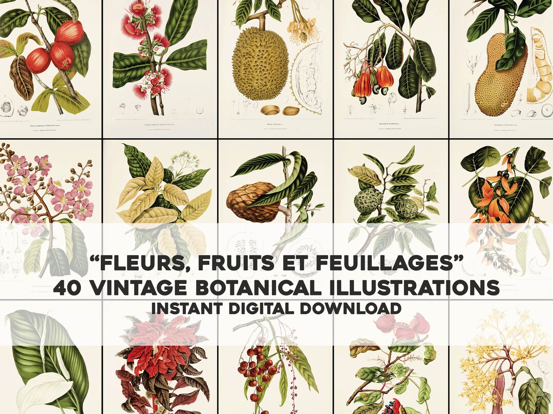 40 Beautiful Flowers Fruits of Java Botanical Illustrations | HQ Image ...