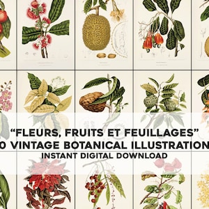 40 hermosas flores frutos de Java ilustraciones botánicas / paquete de imágenes HQ arte de pared imprimible / descarga digital instantánea uso comercial