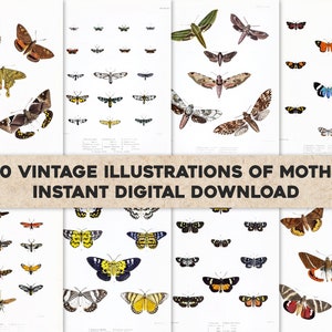 20 Vintage Schmetterling Illustrationen Lepidoptera Heterocera | Bild Bundle Druckbare Wandkunst | Sofortiger digitaler Download | Kommerzielle Nutzung