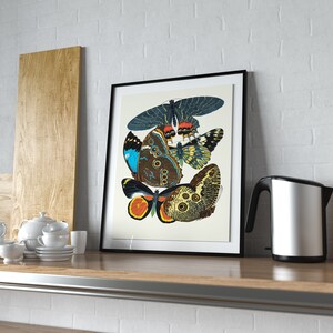 May include: A framed print of a vintage illustration featuring five colorful butterflies with intricate patterns and details. The butterflies are arranged in a cluster, with their wings overlapping. The print is set against a white background and framed in black.