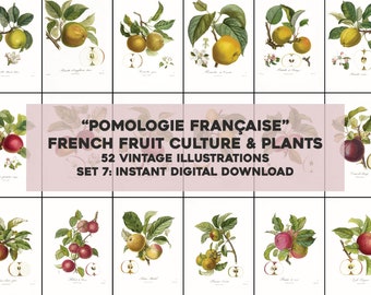 52 Whitened French Pomology Fruit Illustrations Botanical | HQ Image Bundle/Printable Wall Art | Instant Digital Download Commercial Use 7