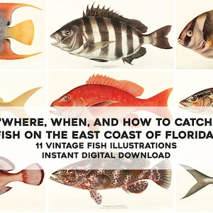 Pesce della Florida orientale / Pacchetto di 11 immagini vintage / Forniture per l'artigianato Arte da parete stampabile / Download digitale istantaneo per uso commerciale