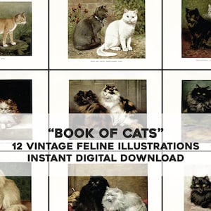 12 Precious House Cat Illustrations With Names | Image Bundle Printable Art Bundle | Instant Digital Download Commercial Use