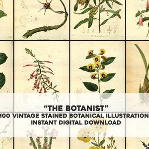 100 immagini floreali botaniche ingiallite colorate / pacchetto di immagini HQ arte da parete stampabile / download digitale istantaneo per uso commerciale