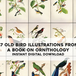 47 imágenes de aves brasileñas antiguas de un libro de ornitología / paquete de imágenes arte de pared imprimible / descarga digital instantánea uso comercial físico