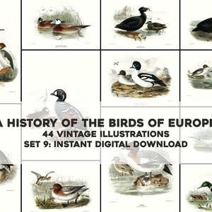 44 Bella historia de las ilustraciones de las aves de Europa / Paquete de imágenes Paquete de arte de pared imprimible / Descarga digital instantánea Uso comercial 9