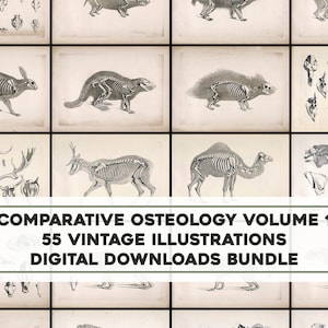 vol. 1 55 Placas de osteología de esqueleto animal impresionante Paquete de arte de pared imprimible vintage Descarga digital instantánea Uso comercial