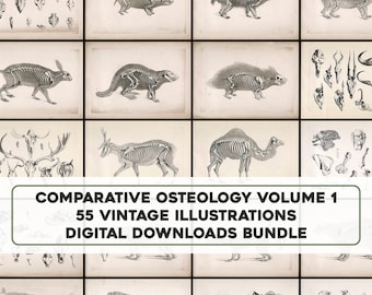 Vol. 1 55 Awesome Animal Skeleton Osteology Plates Vintage Printable Wall Art Bundle Digital Instant Download Commercial Use