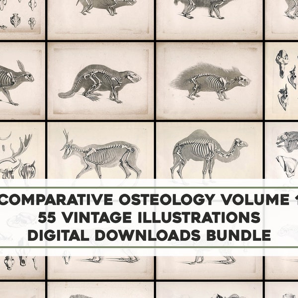 Vol. 1 55 Awesome Animal Skeleton Osteology Plates Vintage Printable Wall Art Bundle Digital Instant Download Commercial Use