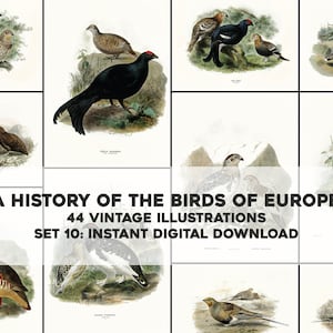 44 Beautiful History of Birds of Europe Illustrations | Image Bundle Printable Wall Art Bundle | Instant Digital Download Commercial Use 10
