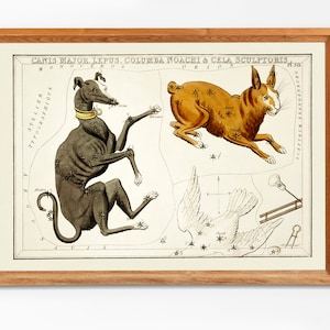 Canis Major Sternbild Astronomische Karte Vintage Illustration | Einzelne Astrologie druckbare Wandkunst | Sternzeichen Digital Download