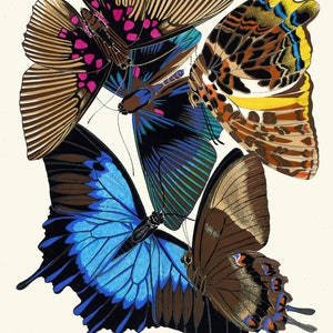 May include: Four butterflies with intricate wing patterns. The butterflies are in various shades of brown, blue, green, yellow, and pink. The butterflies are arranged in a cluster, with their wings overlapping.