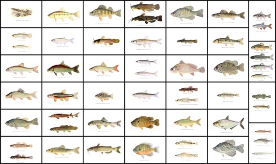Fish Illustration Plates From Fishes of Illinois Vintage Printable