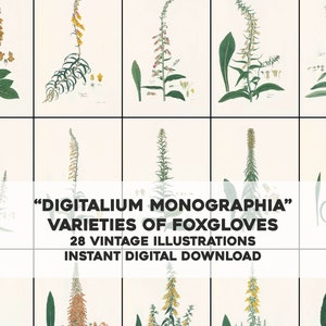 28 Foxglove Flower Family Illustrations Botanical Floral Garden | HQ Image Bundle | Instant Digital Download | Physical Commercial Use