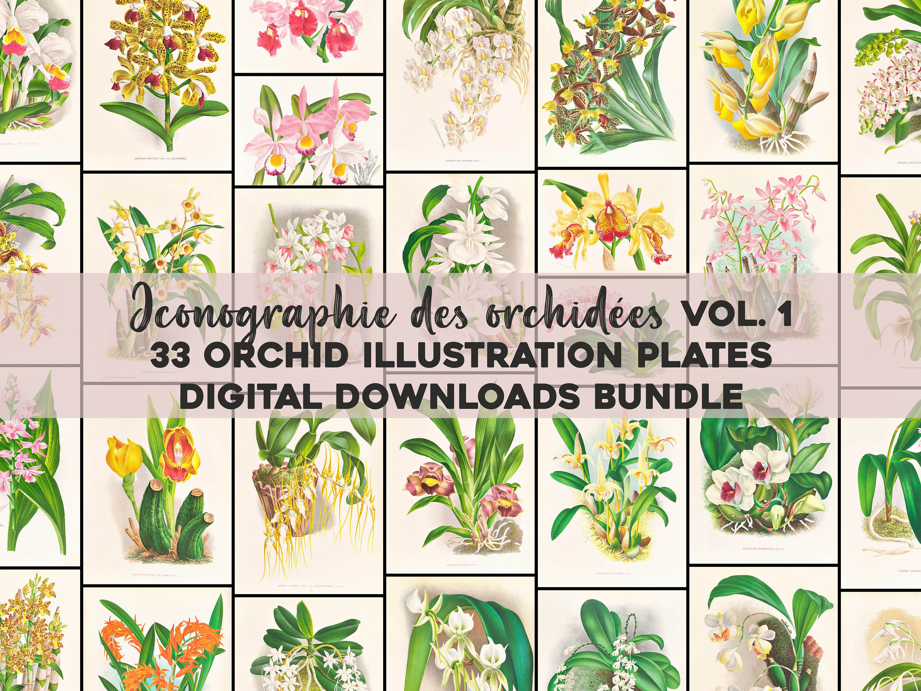 Vintage Orchids Illustrations Vol. 1 Printable Wall Art Bundle