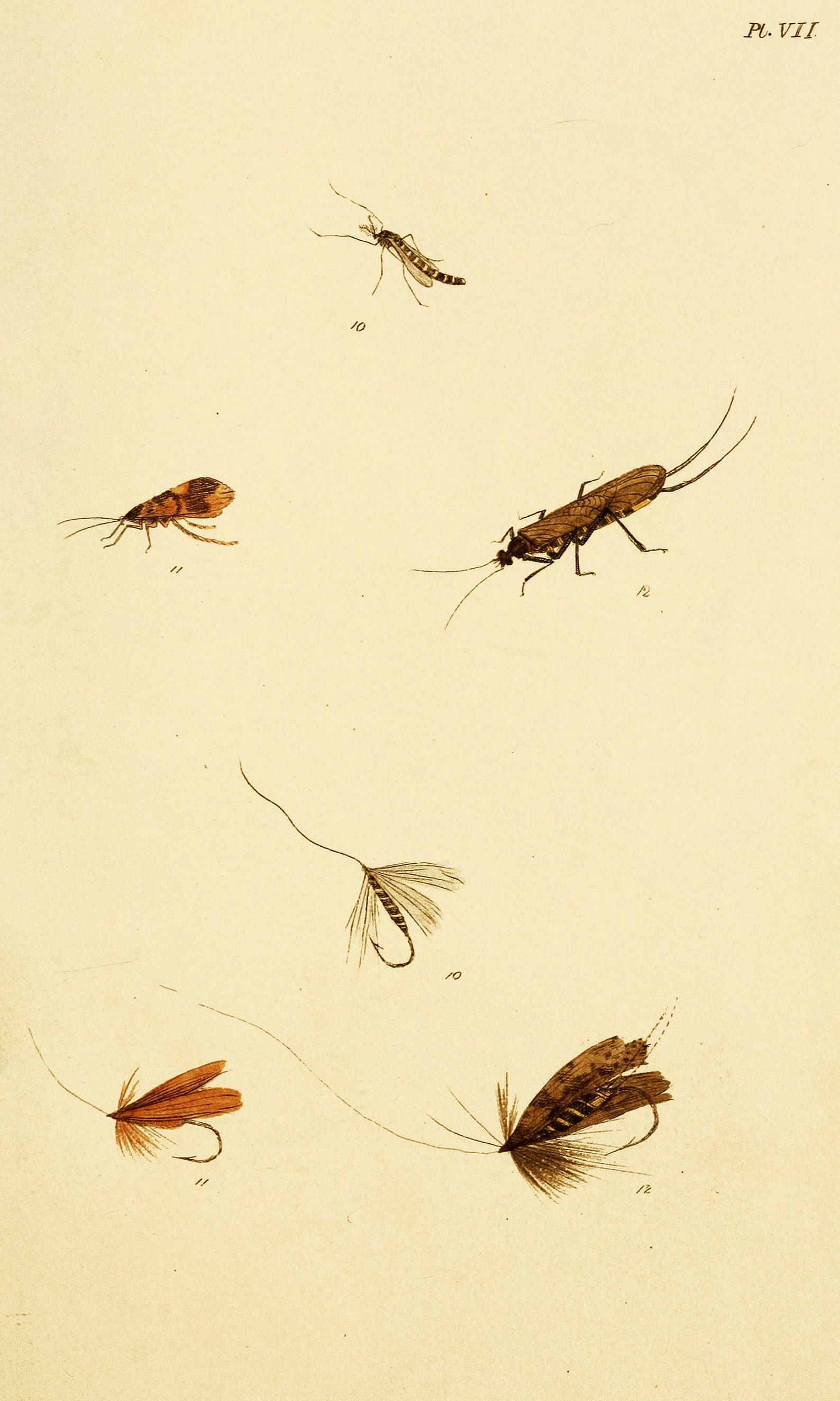 Fly Fisher's Entomology Vintage Trout Insect Illustrations | Image ...