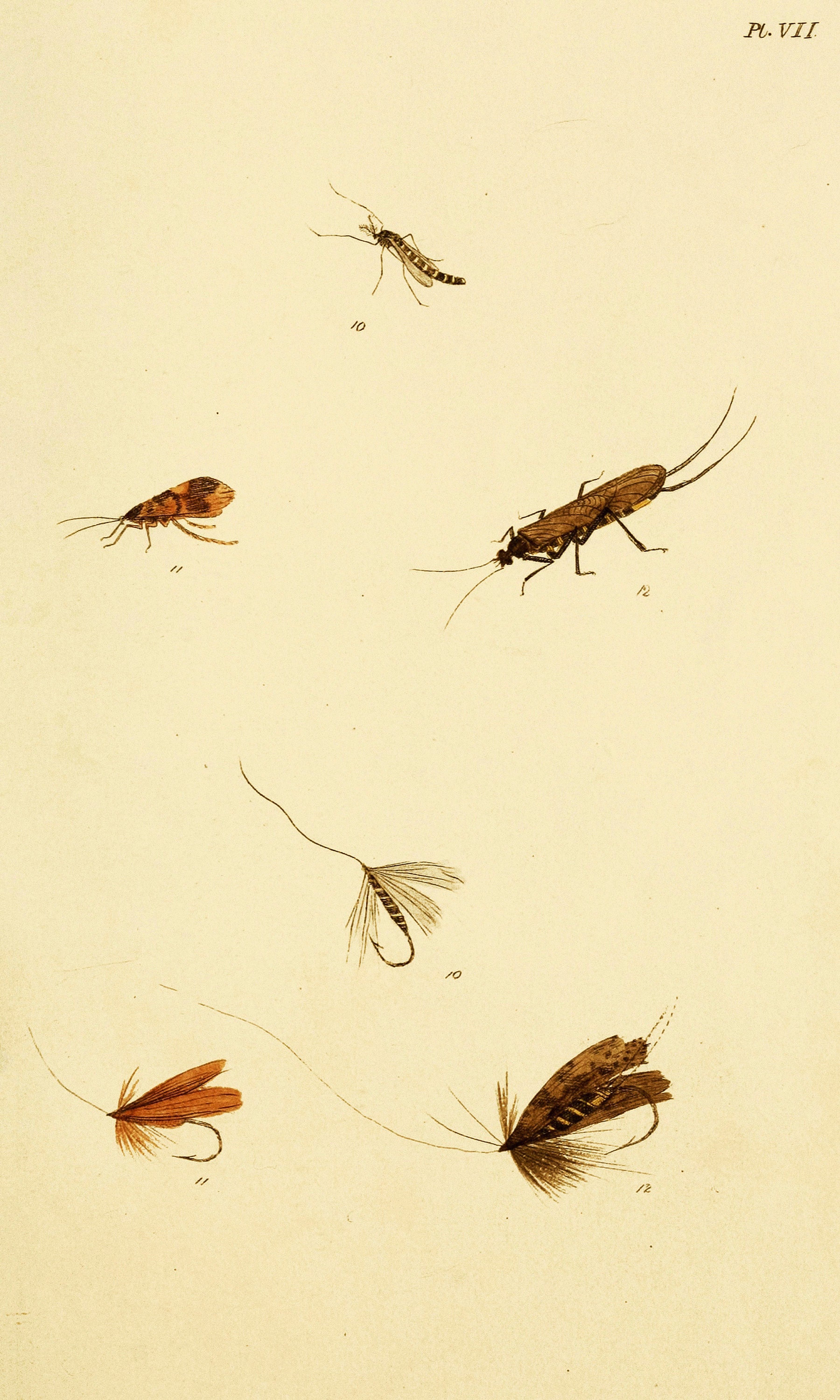 Fisher Insect Fly Fisher's Entomology Vintage Trout Insect Illustrations | Image ...